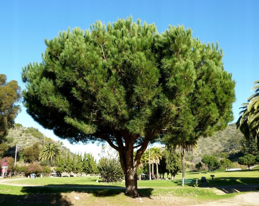Pinus pinea