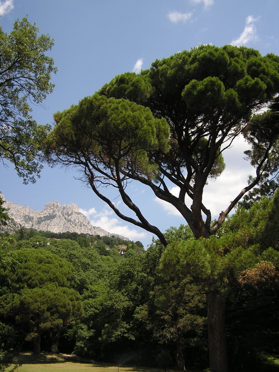 Драконовые деревья на острове Сокотра