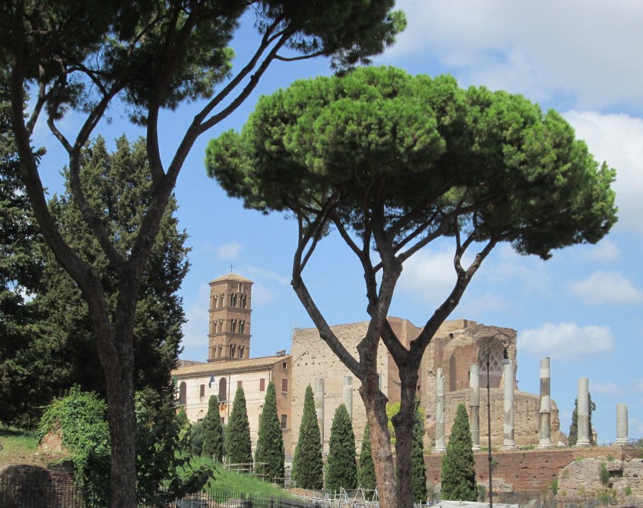 Сосна обыкновенная Ватерери зонтичная