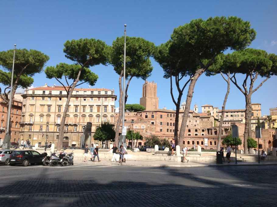 Сосна Горная ниваки