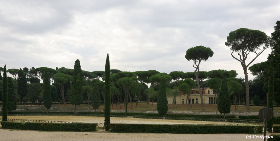 Пинос дерево