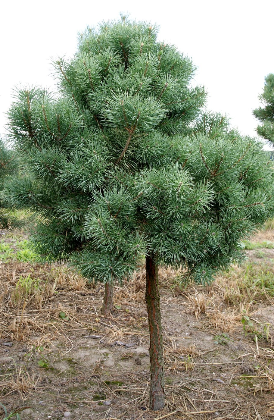 Сосна обыкновенная Pinus Sylvestris