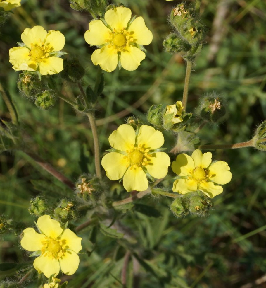 Лапчатка прямостоячая Potentilla erecta