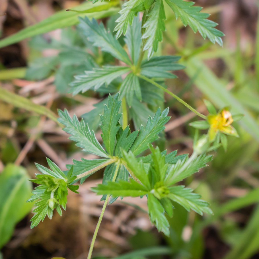 Лапчатка прямостоячая калган