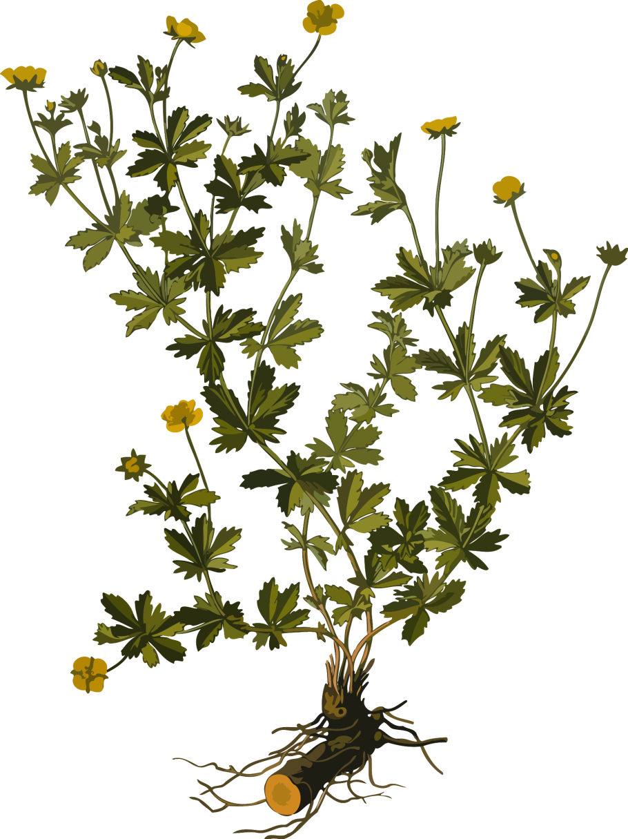 Лапчатка серебристая лапчатка прямостоячая