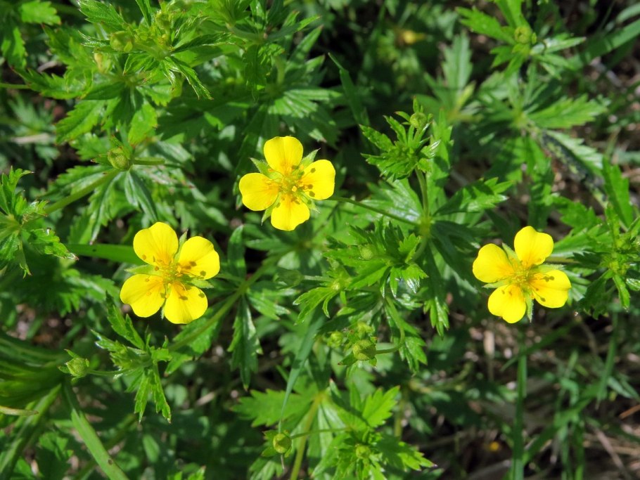 Лапчатка прямостоячая Potentilla erecta
