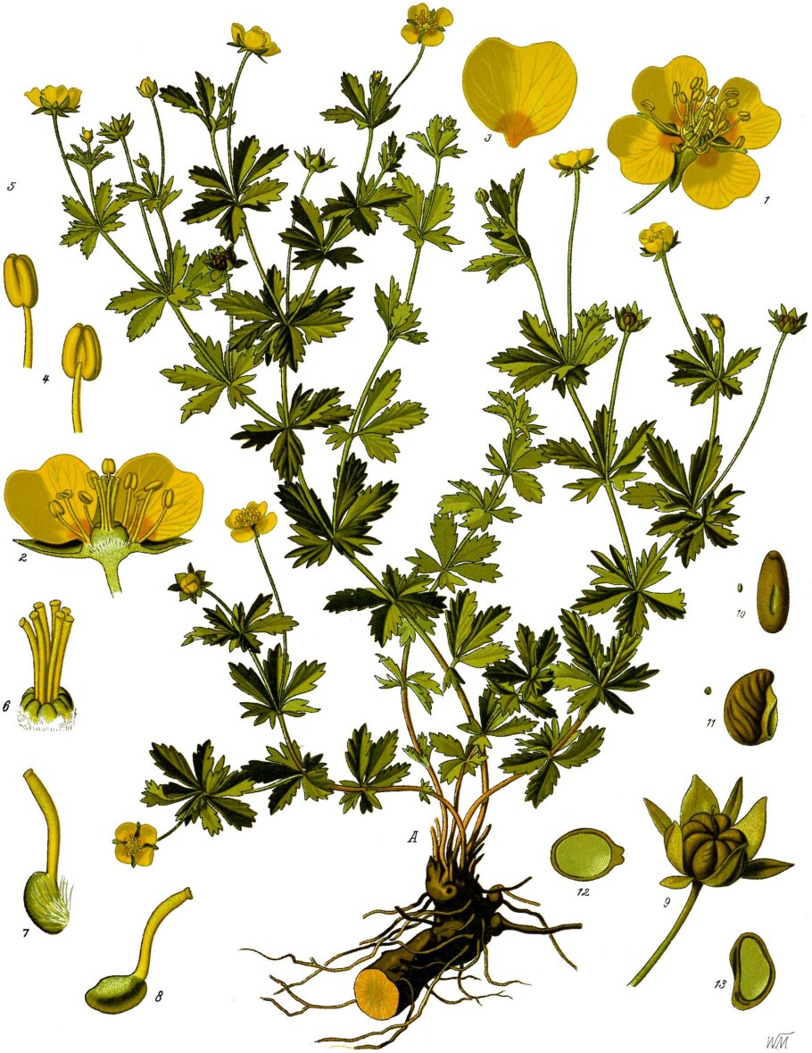 Лапчатка прямостоячая Potentilla erecta