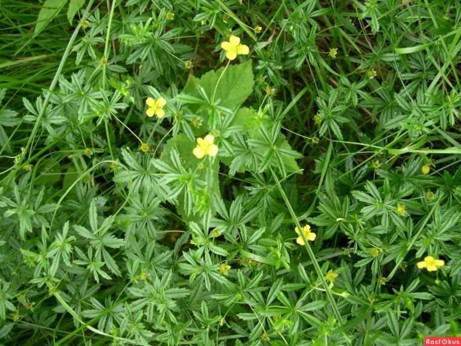 Гусиная лапка