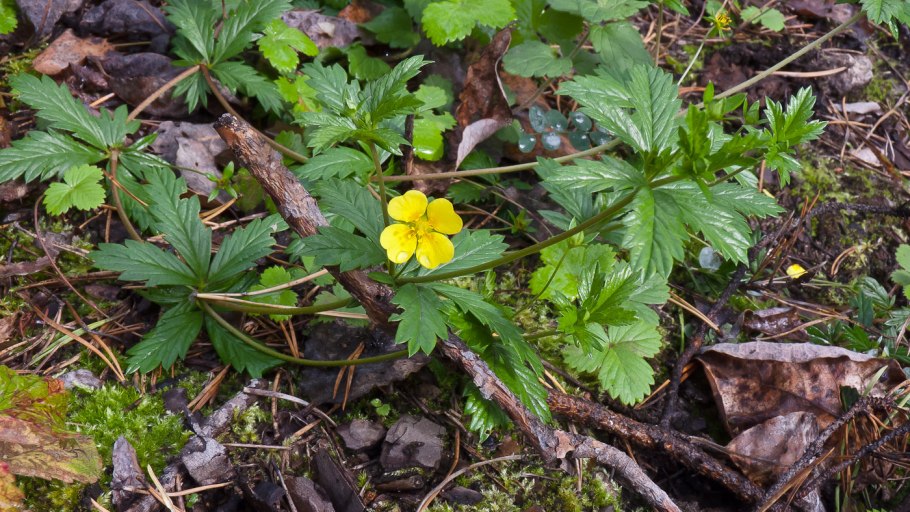 Лапчатка прямостоячая Potentilla erecta l.
