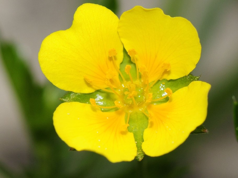 Корневище калгана