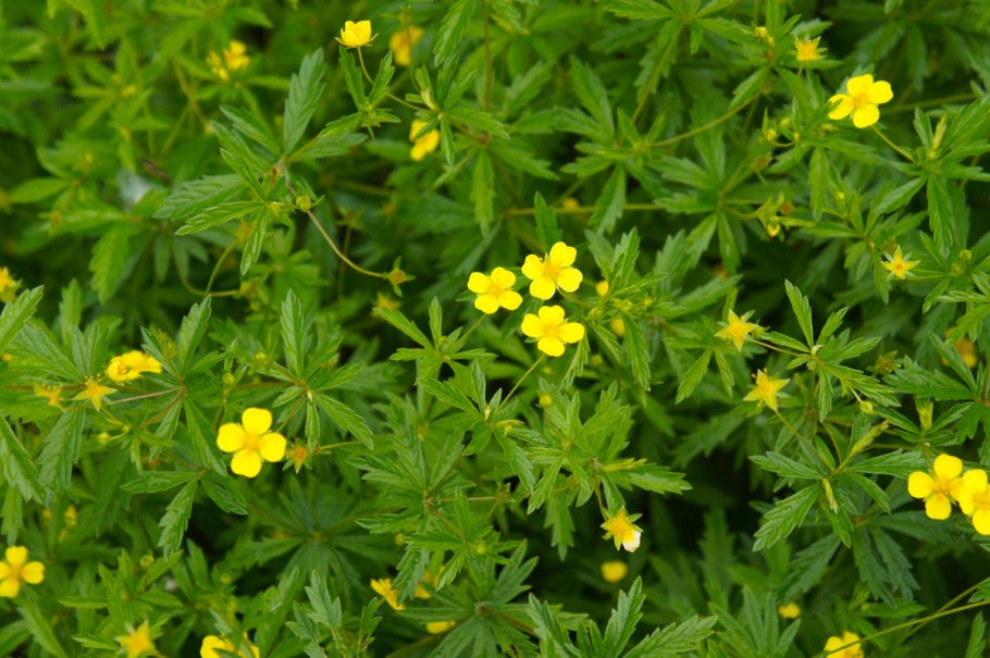 Potentilla Aurea