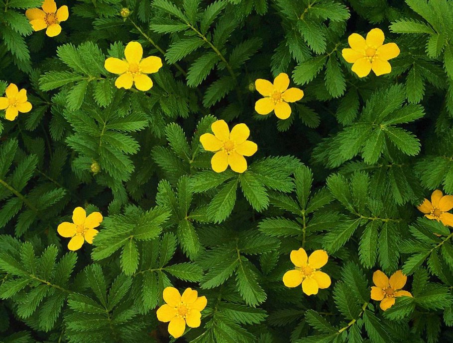 Лапчатка гусиная (Potentilla anserina)