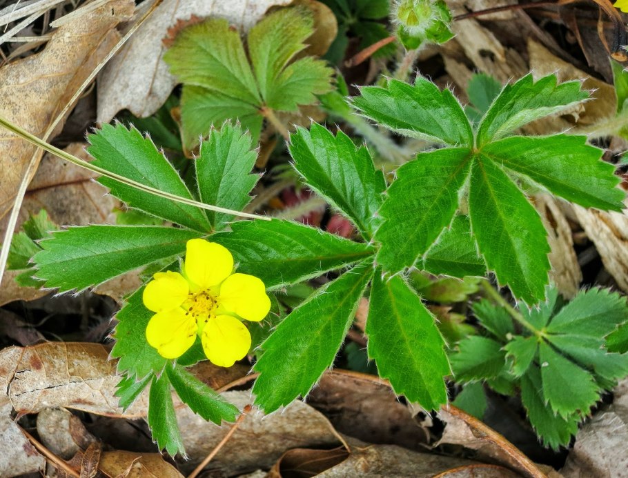 Калган корень