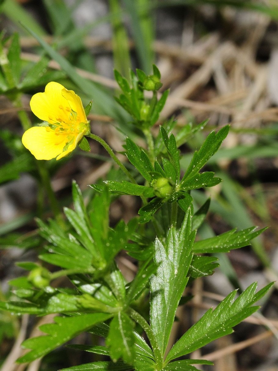 Potentilla erecta