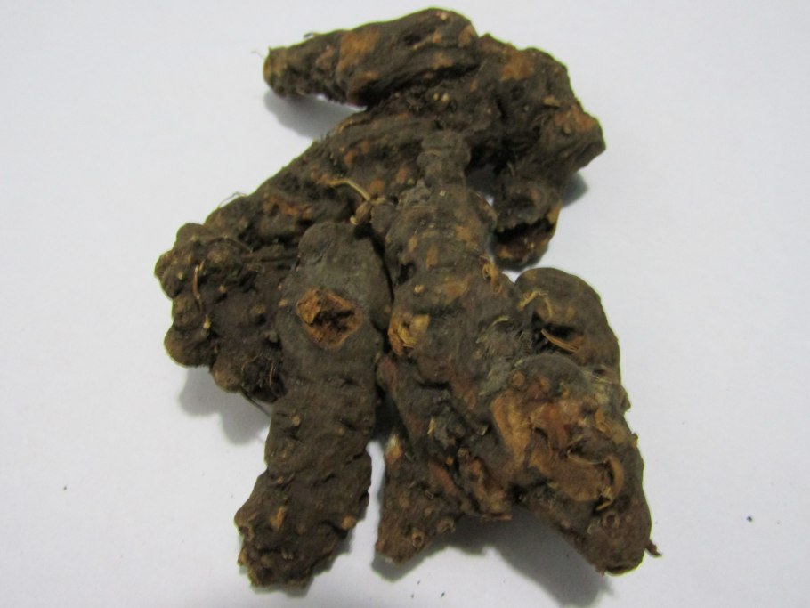 Лапчатка прямостоячая корень