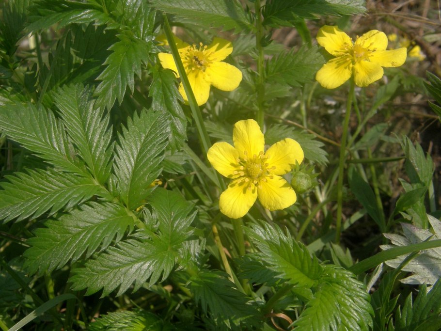 Лапчатка гусиная калган