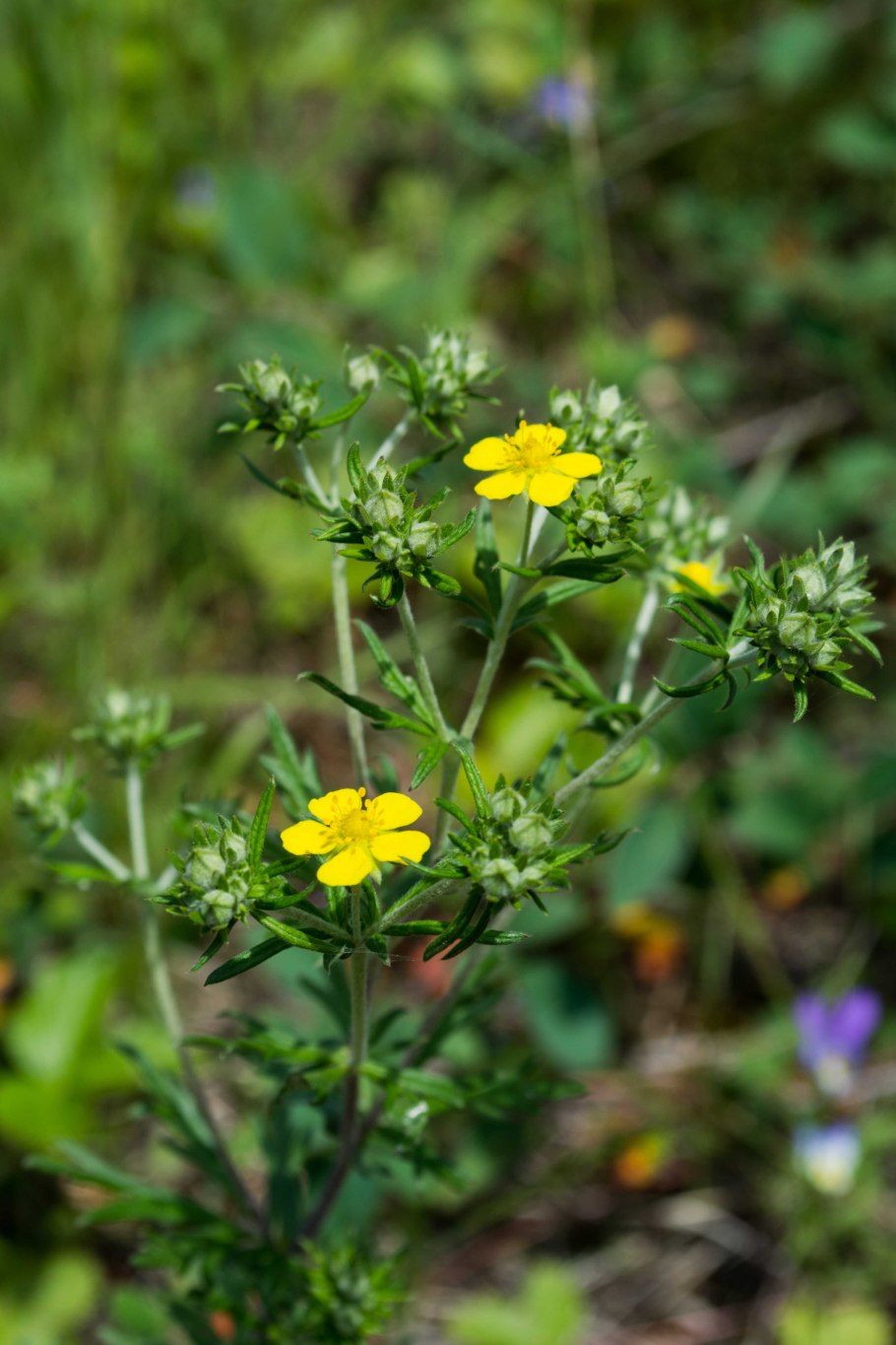 Лапчатка прямостоячая (калган)-Лекра-сэт 50 гр