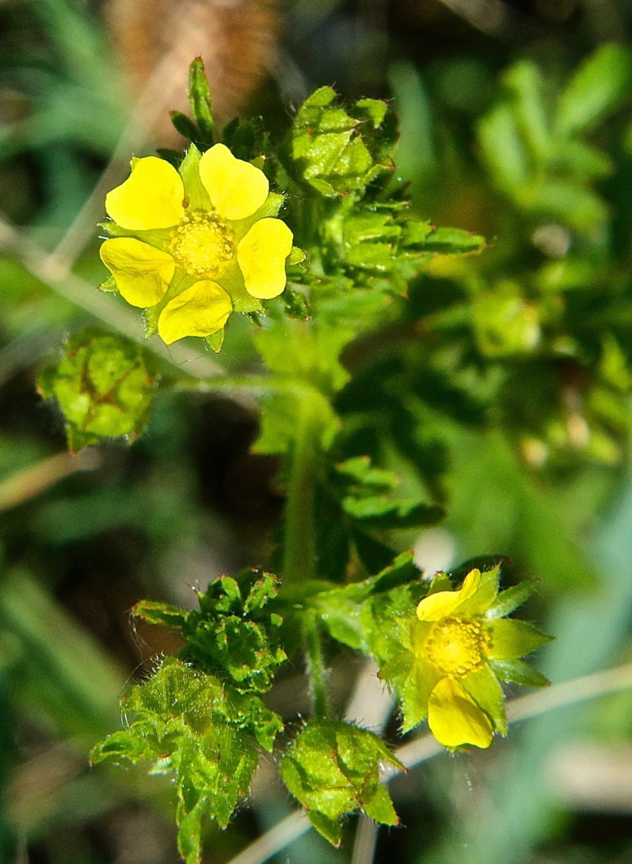 Лапчатка калган