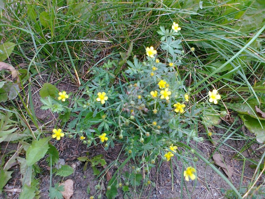 Корневища лапчатки прямостоячей