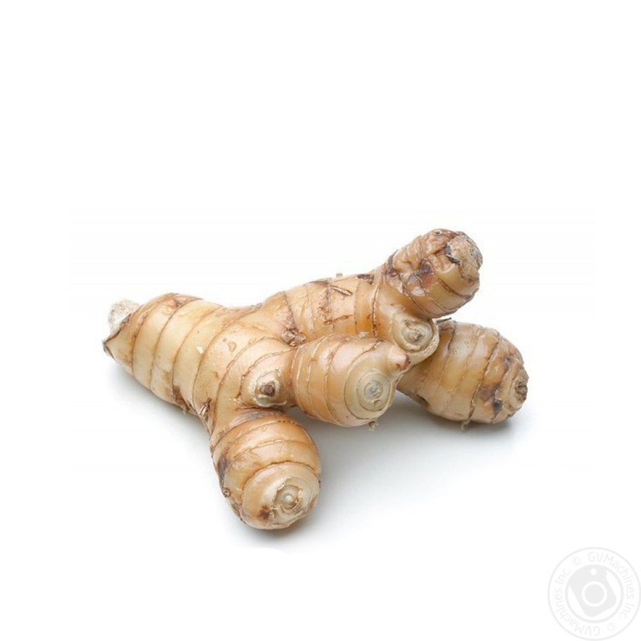 Лапчатка прямостоячая (калган) с корнем