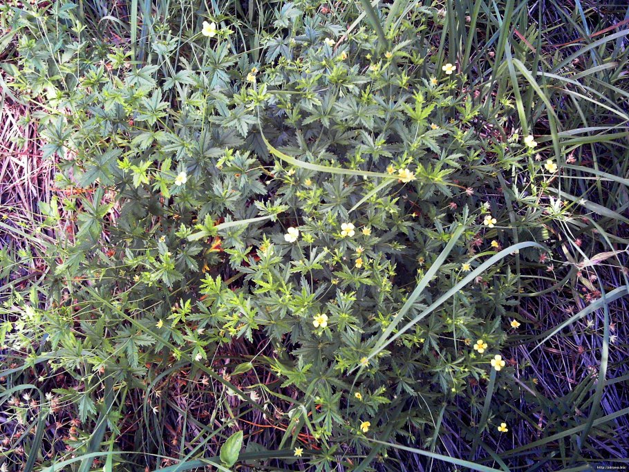 Калган корень и цветок