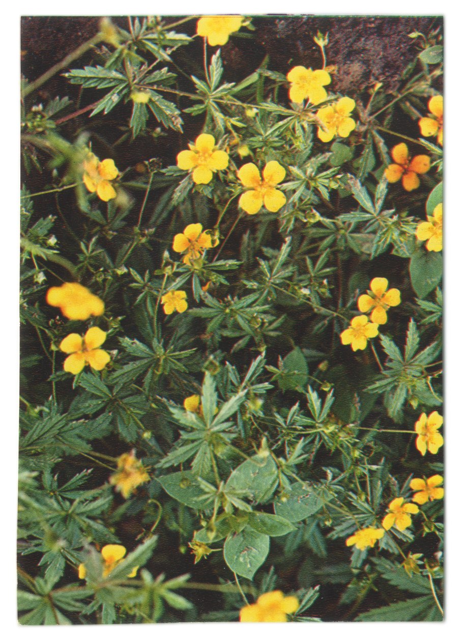 Лапчатка кустарниковая калган