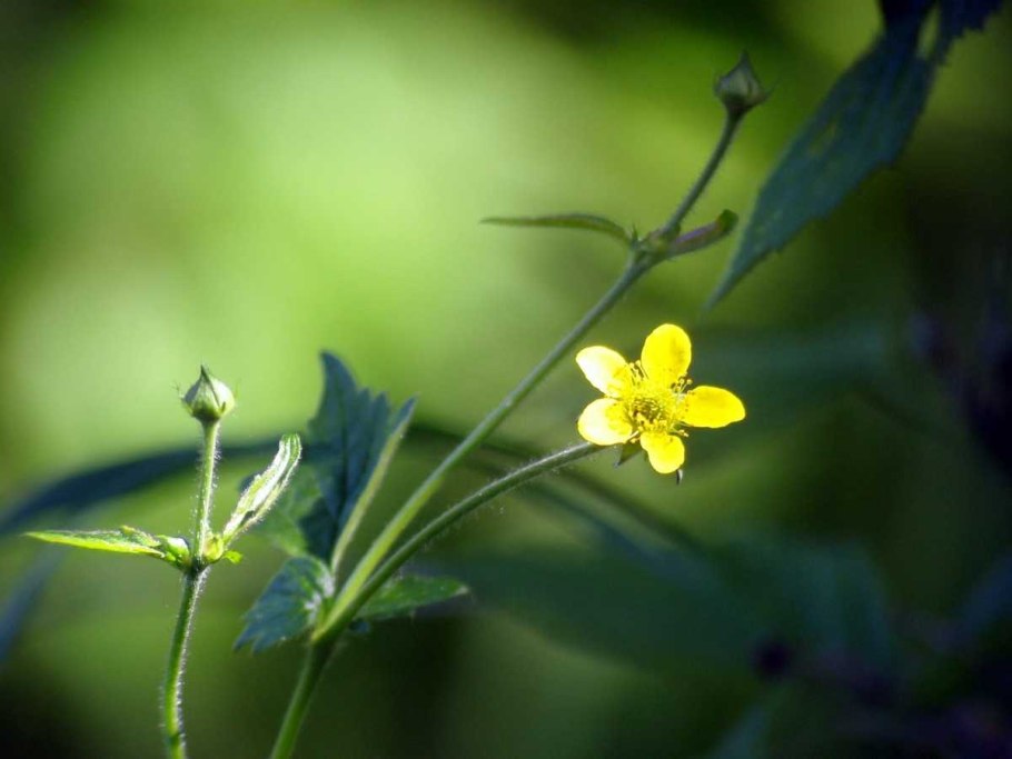 11. Лапчатка прямостоячая- Potentilla erecta (l.) Rausch.