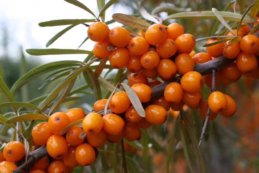 Облепиха Эссель