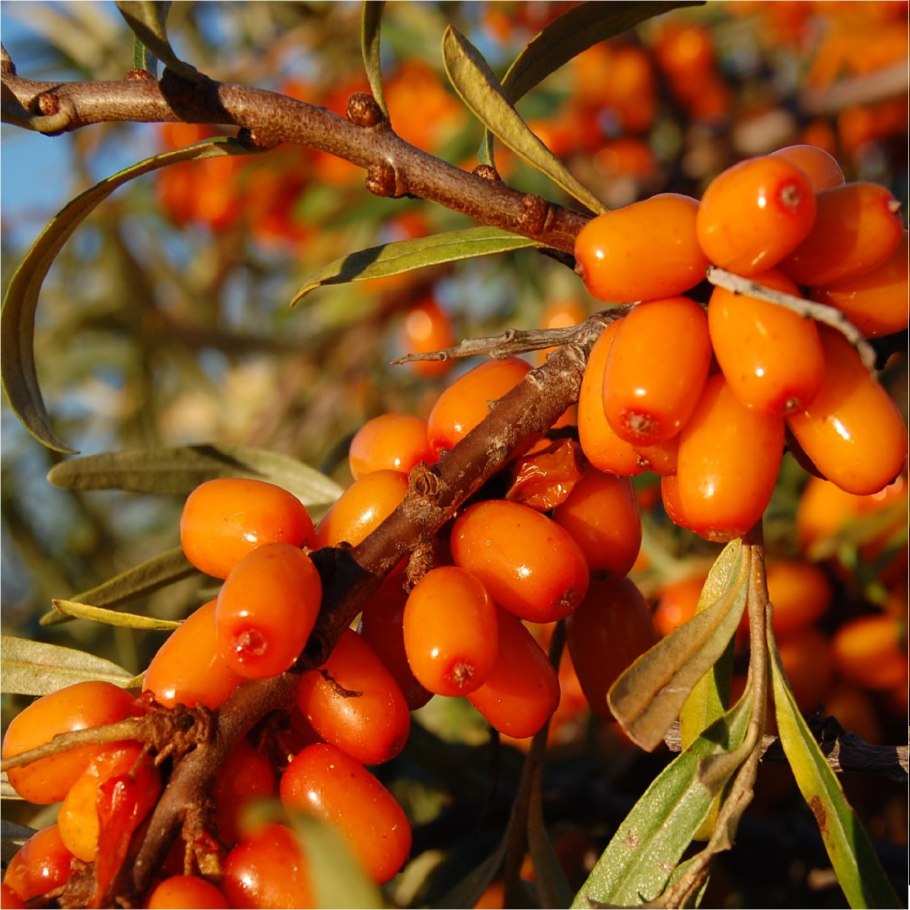 Сорт облепихи Эссель