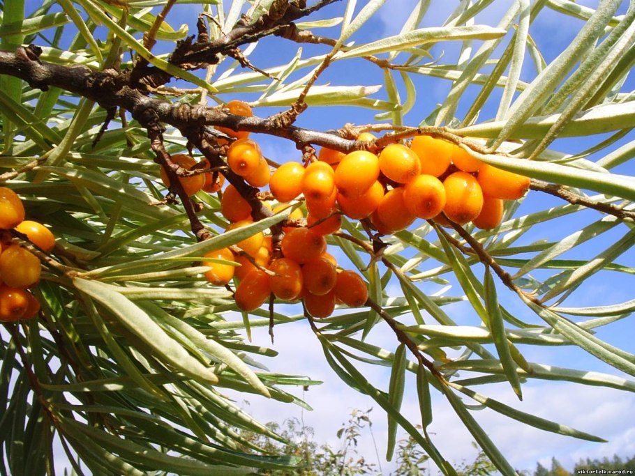 Облепиха крушиновидная