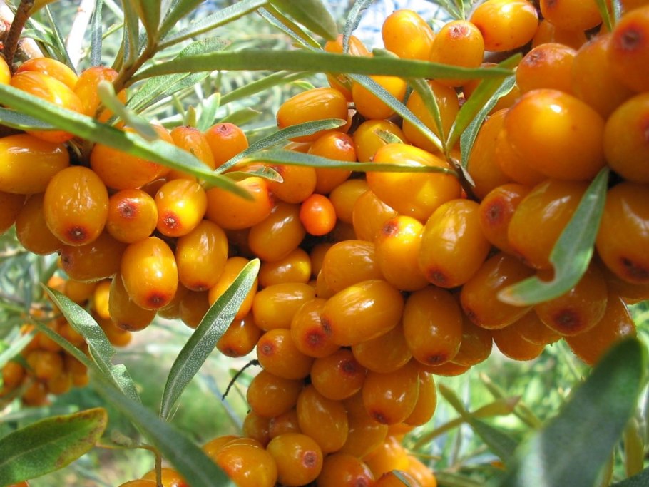 Облепиха Лучистая