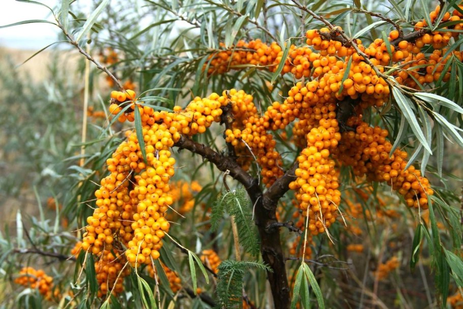Облепиха Чуйская