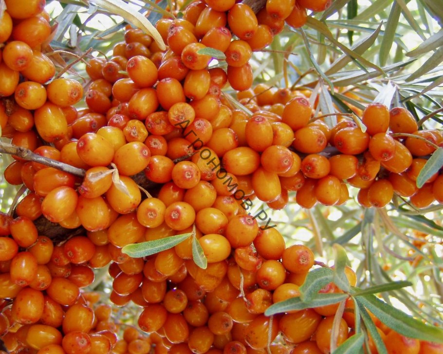 Облепиха Hippophae