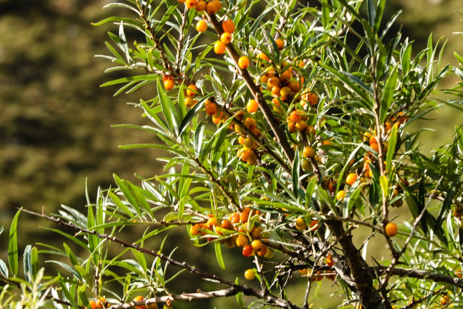 Ягоды облепихи