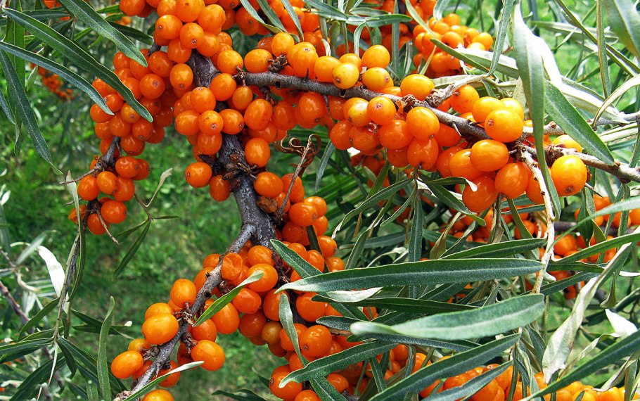 Облепиха крушиновидная Джемовая