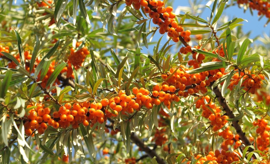 Облепиха Ботаническая ароматная