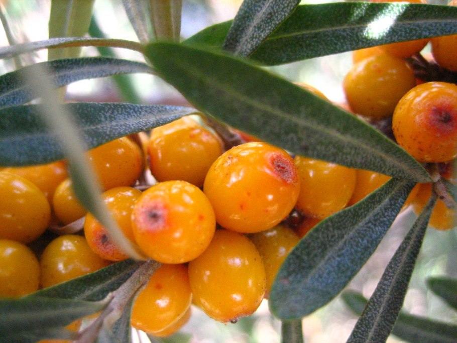 Sea Buckthorn