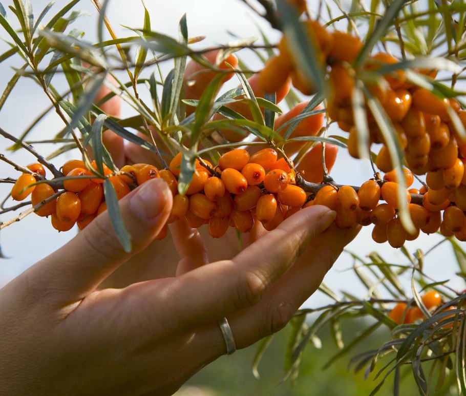 Облепиха крушиновидная