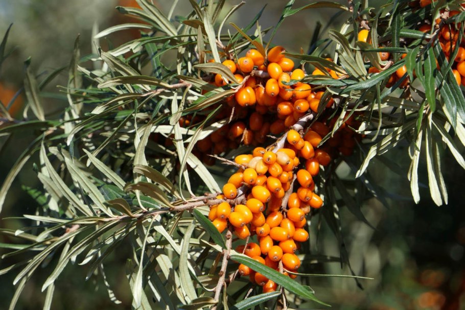 Облепиха оранжевая