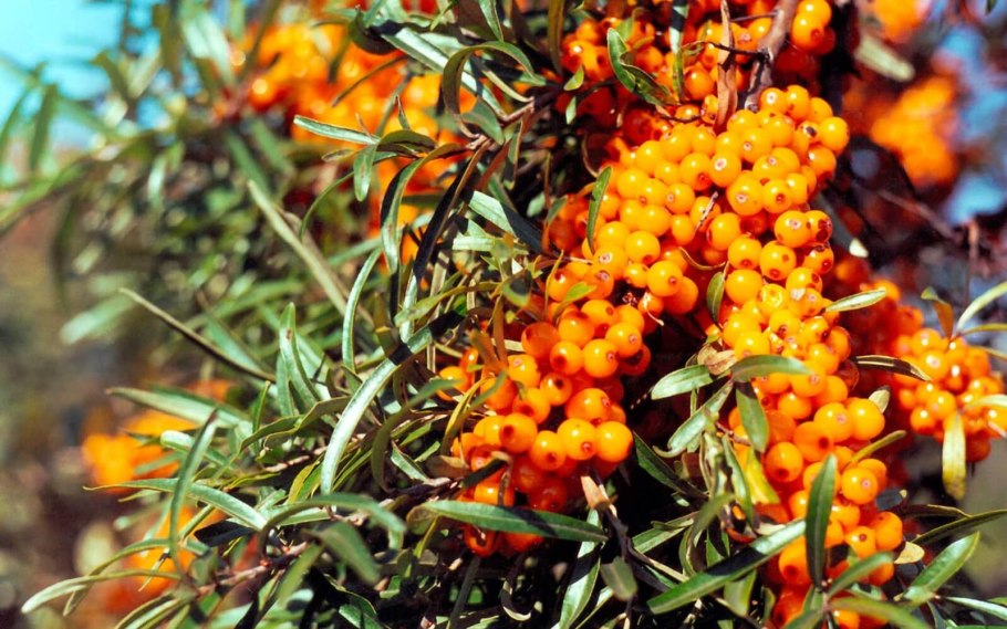 Облепиха фото ягода