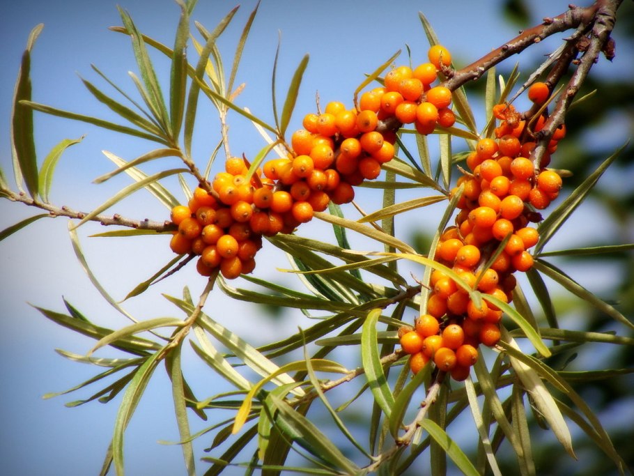 Облепиха Hippophae