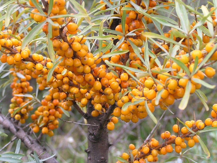 Облепиха Хикул