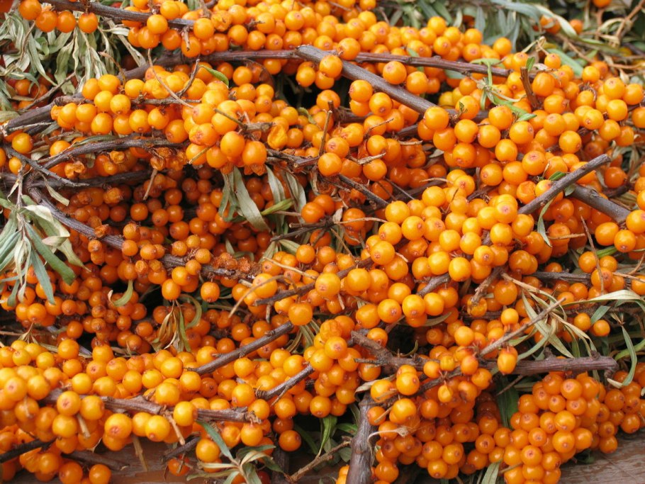 Облепиха крушиновая