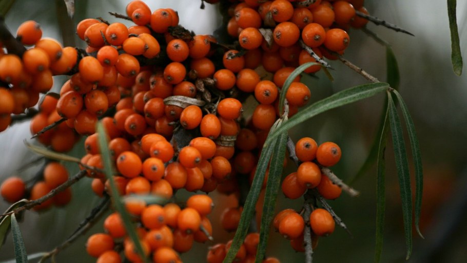 Облепиха Джемовая