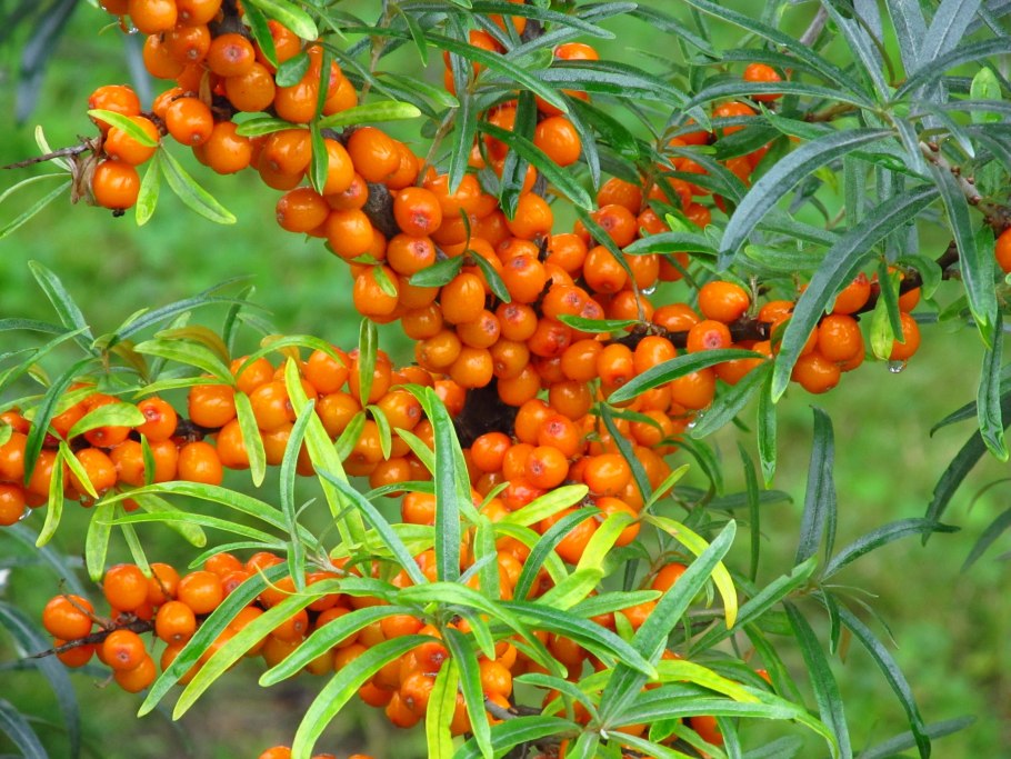 Облепиха Августина