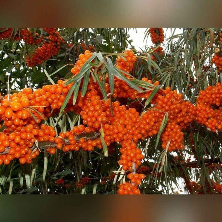 Облепиха Алтайская