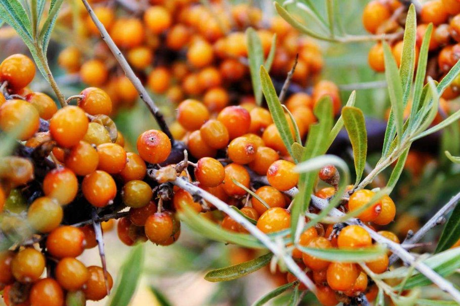 Облепиха крушиновидная куст