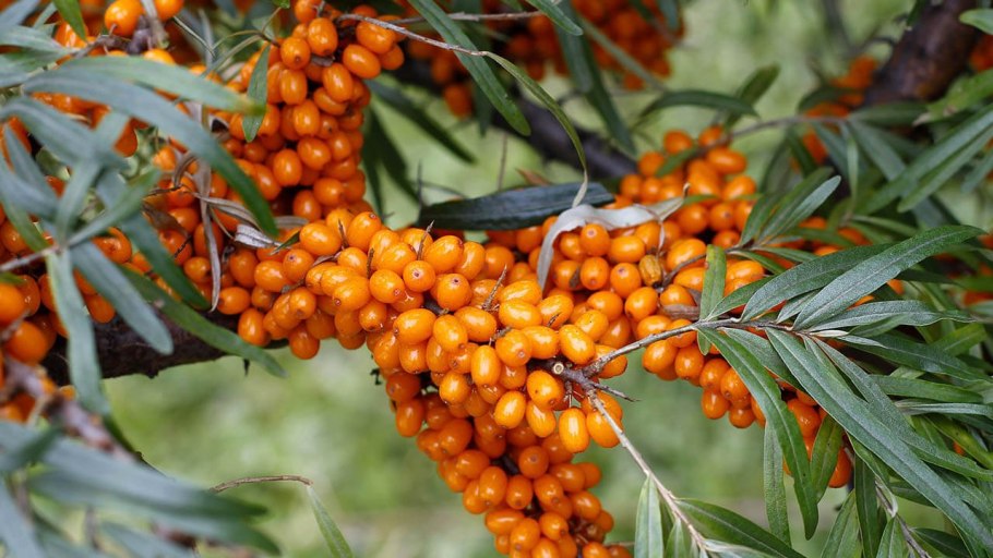 Облепиха Владимирская