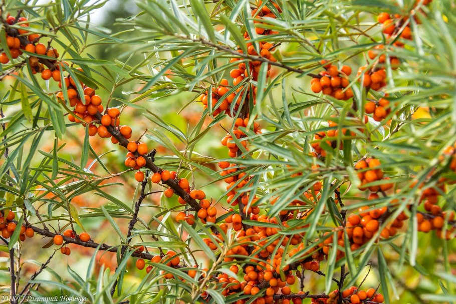 Облепиха Джемовая