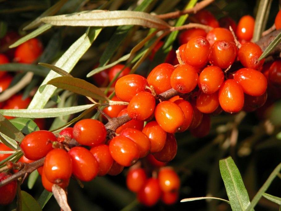 Облепиха крушиновидная ромео